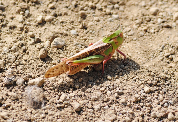 Locusta migratoria